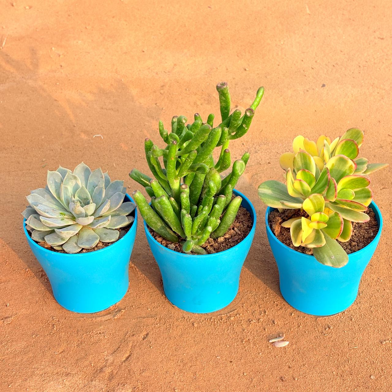 Set of 3 - Echeveria Elegans Red Tipped Succulent, Crassula Variegated Succulent & Crassula Gollum Jade/ Finger Succulent in 4 Inch English Blue Premium Daisy Plastic Planter