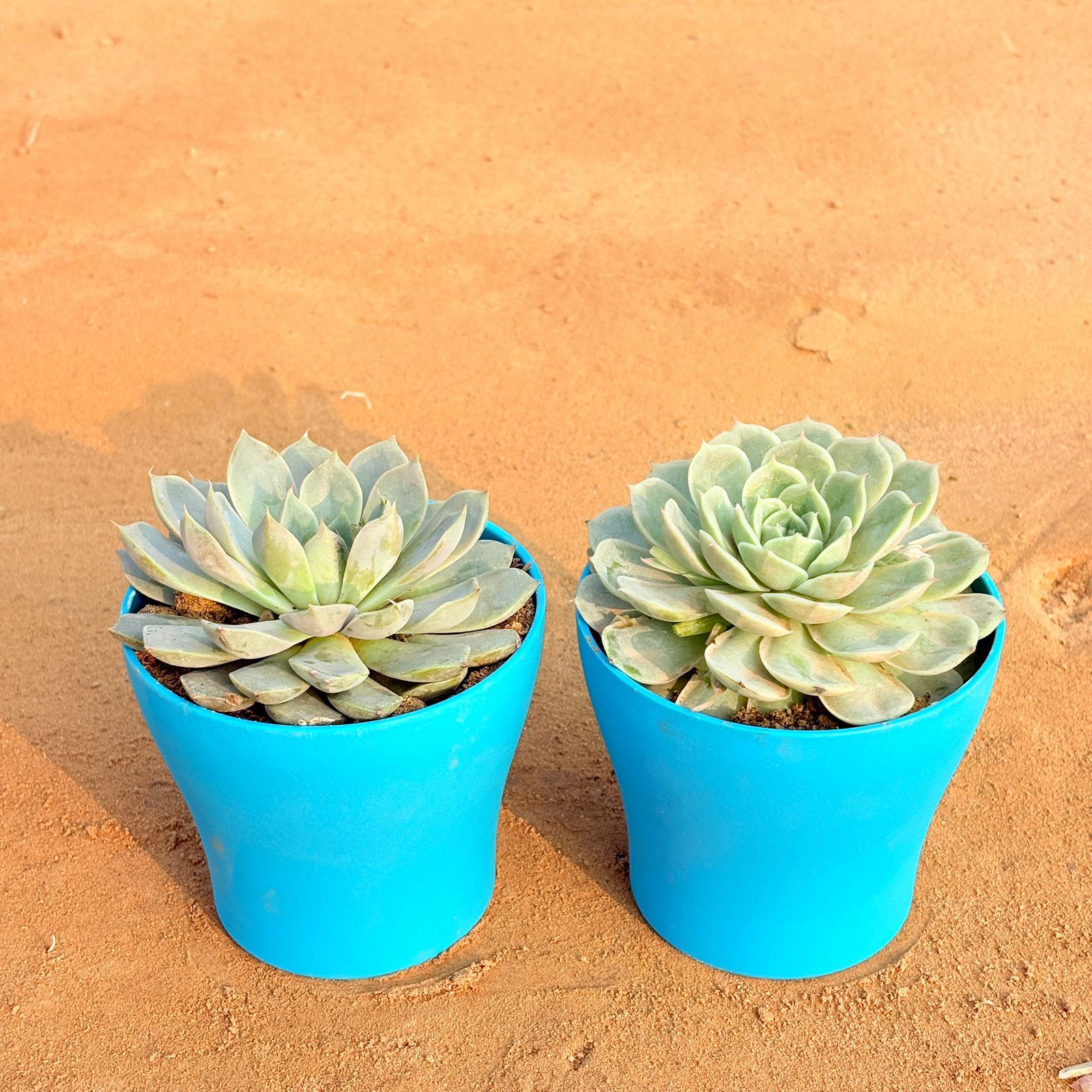 Set of 2 - Echeveria Elegans Red Tipped Succulent & Echeveria Green Succulent in 4 Inch English Blue Premium Daisy Plastic Planter