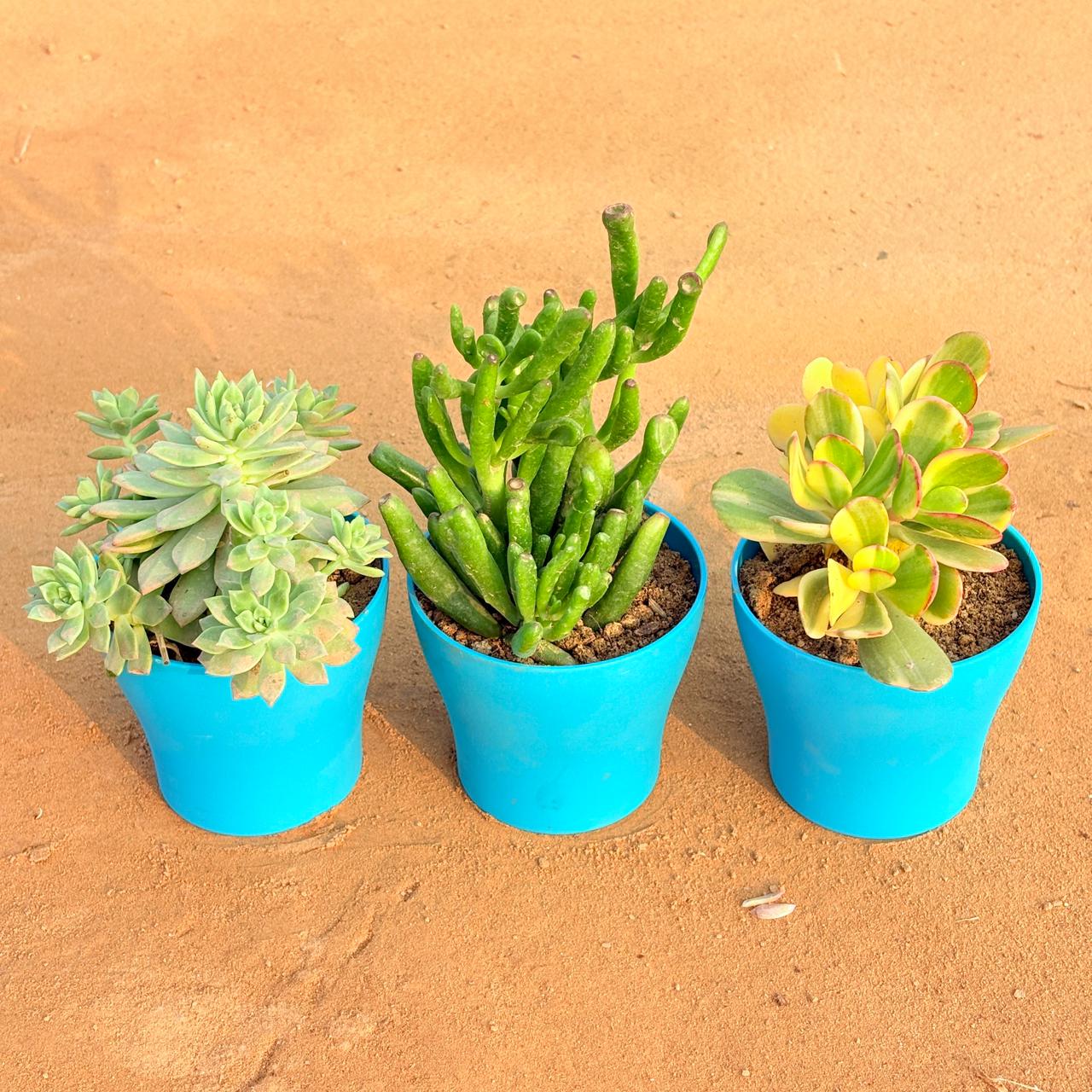Set of 3 - Echeveria Red Succulent, Crassula Variegated Succulent & Crassula Gollum Jade/ Finger Succulent in 4 Inch English Blue Premium Daisy Plastic Planter