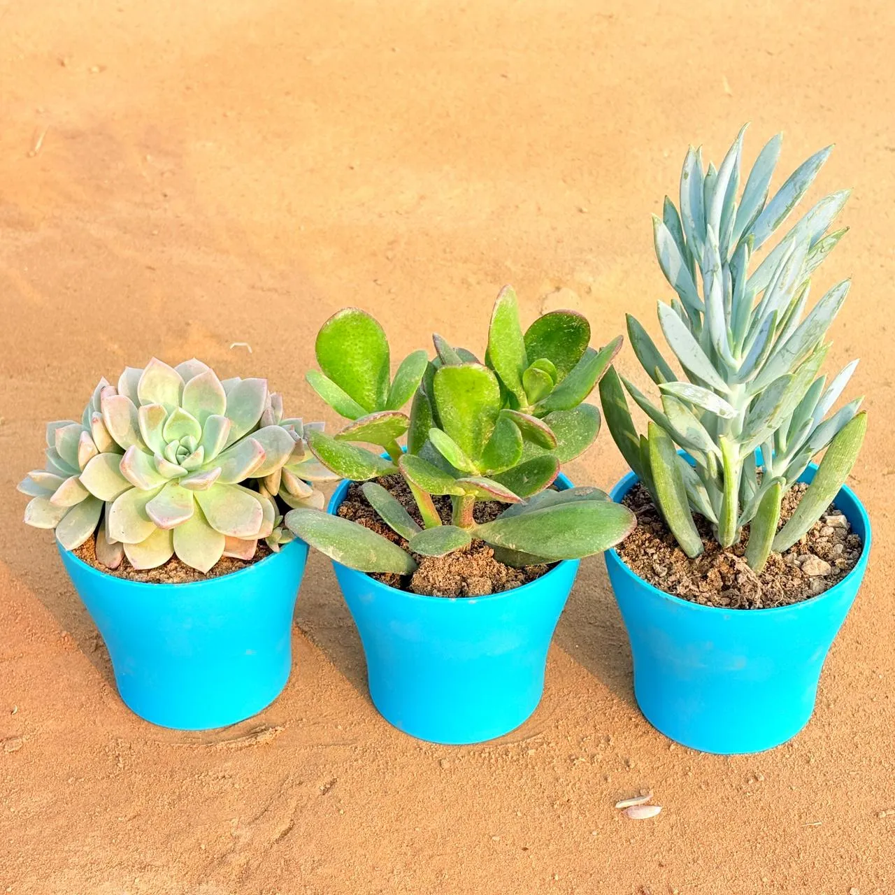 Set of 3 - Echeveria Albicans Succulent, Curio Repens Succulent & Crassula Ovata/ Dhan Kuber in 4 Inch English Blue Premium Daisy Plastic Planter