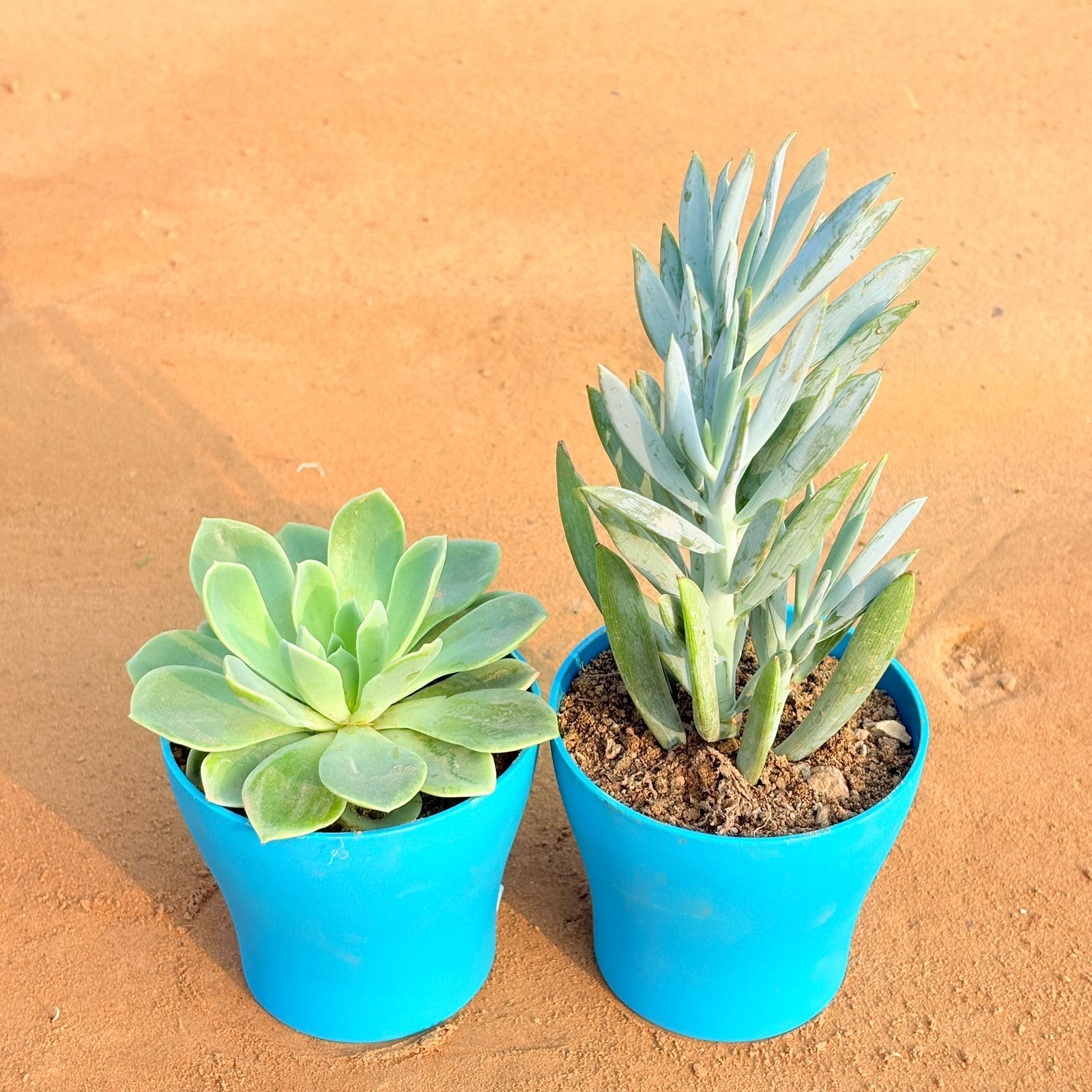 Set of 2 - Echeveria Elegans Succulent & Curio Repens Succulent in 4 Inch English Blue Premium Daisy Plastic Planter