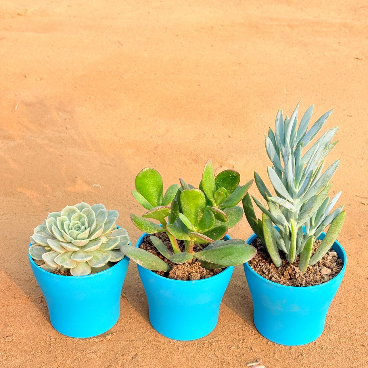 Set of 3 - Echeveria Green Succulent, Curio Repens Succulent & Crassula Ovata/ Dhan Kuber in 4 Inch English Blue Premium Daisy Plastic Planter