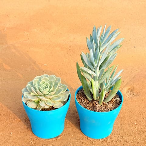 Set of 2 - Echeveria Green Succulent & Curio Repens Succulent in 4 Inch Live Plant English Blue Premium Daisy Plastic Planter