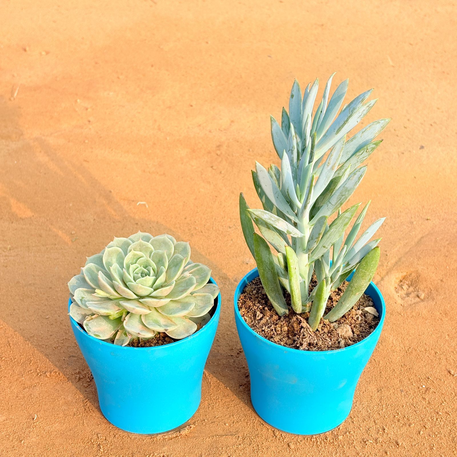 Set of 2 - Echeveria Green Succulent & Curio Repens Succulent in 4 Inch English Blue Premium Daisy Plastic Planter