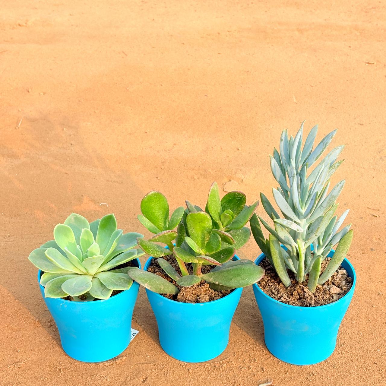Set of 3 - Echeveria Elegans Succulent, Curio Repens Succulent & Crassula Ovata/ Dhan Kuber in 4 Inch English Blue Premium Daisy Plastic Planter