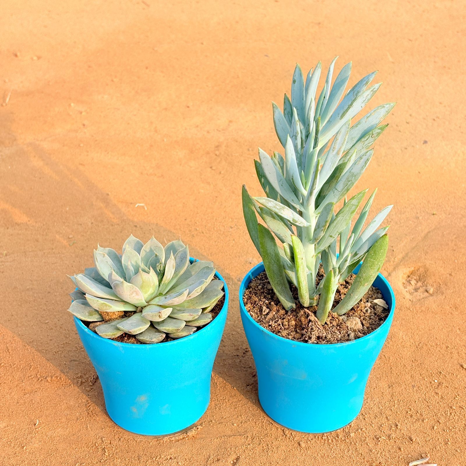 Set of 2 - Echeveria Elegans Red Tipped Succulent & Curio Repens Succulent in 4 Inch English Blue Premium Daisy Plastic Planter