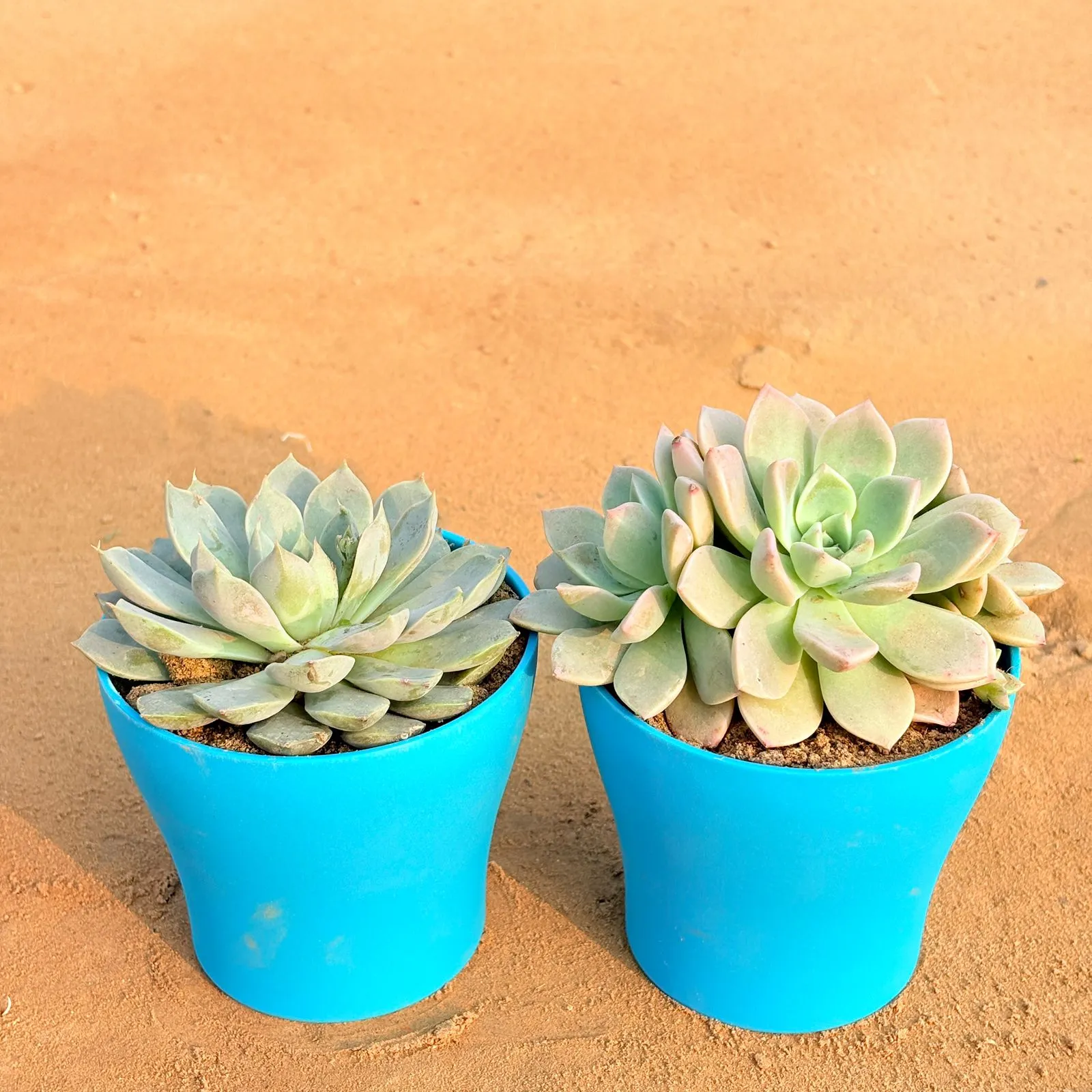 Set of 2 - Echeveria Elegans Red Tipped Succulent & Echeveria Albicans Succulent in 4 Inch English Blue Premium Daisy Plastic Planter