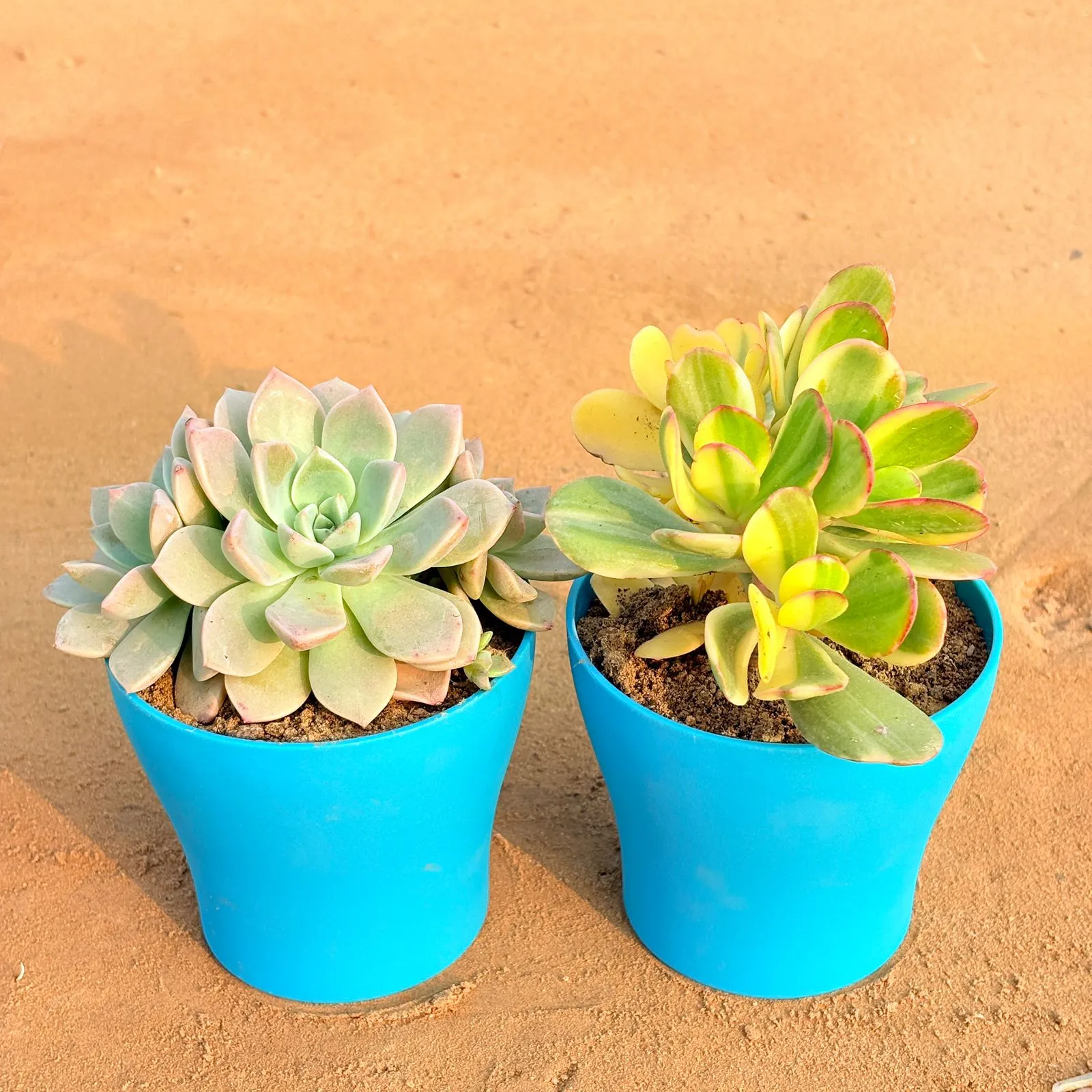 Set of 2 - Crassula Variegated Succulent & Echeveria Albicans Succulent in 4 Inch English Blue Premium Daisy Plastic Planter
