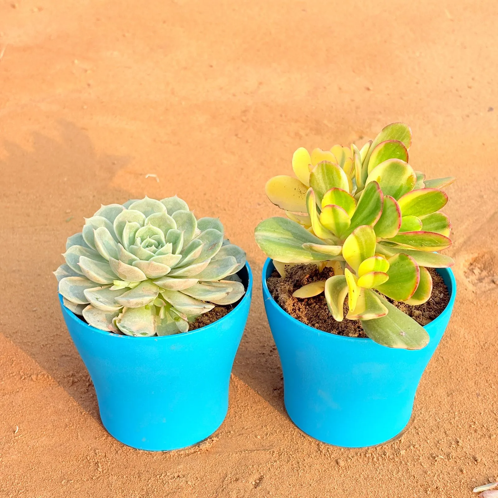 Set of 2 - Echeveria Green Succulent & Crassula Variegated Succulent in 4 Inch English Blue Premium Daisy Plastic Planter