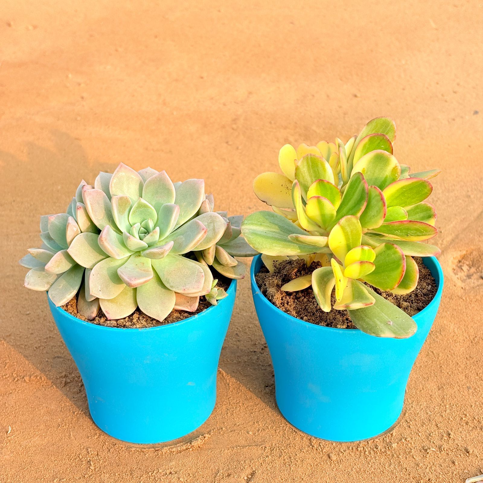 Set of 2 - Crassula Variegated Succulent & Echeveria Albicans Succulent in 4 Inch English Blue Premium Daisy Plastic Planter