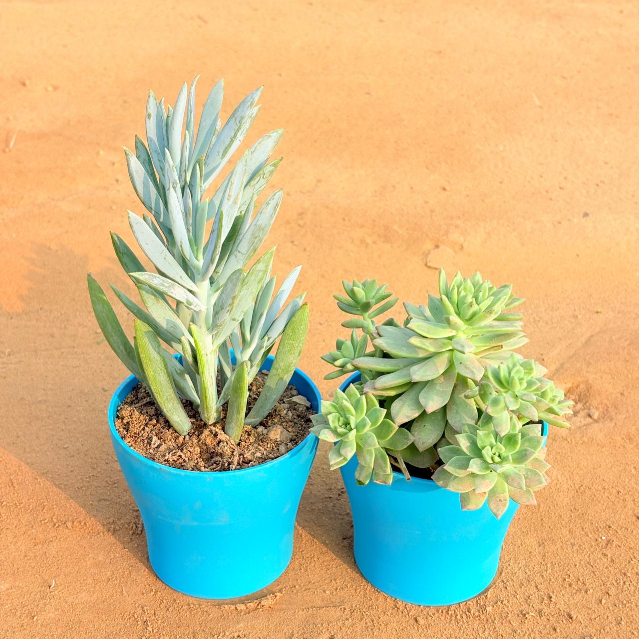 Set of 2 - Curio Repens Succulent & Echeveria Red Succulent in 4 Inch English Blue Premium Daisy Plastic Planter