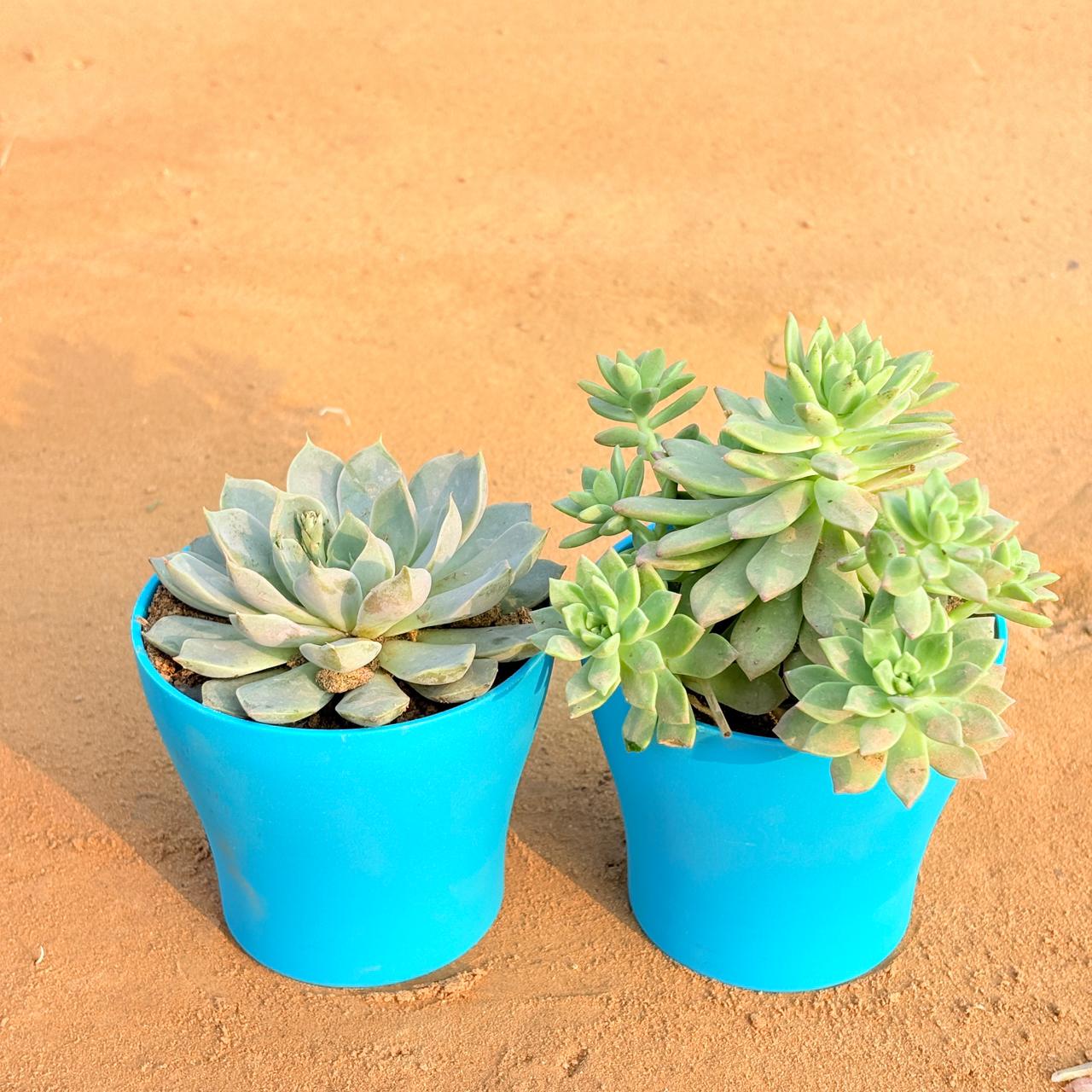Set of 2 - Echeveria Elegans Red Tipped Succulent & Echeveria Red Succulent in 4 Inch English Blue Premium Daisy Plastic Planter
