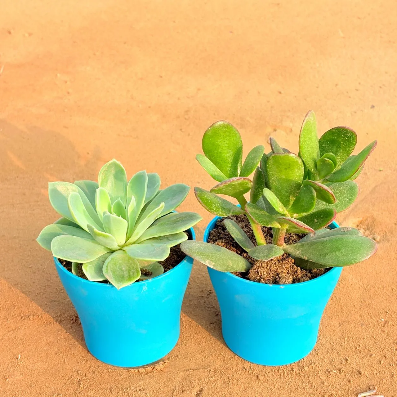 Set of 2 - Echeveria Elegans Succulent & Crassula Ovata/ Dhan Kuber in 4 Inch English Blue Premium Daisy Plastic Planter