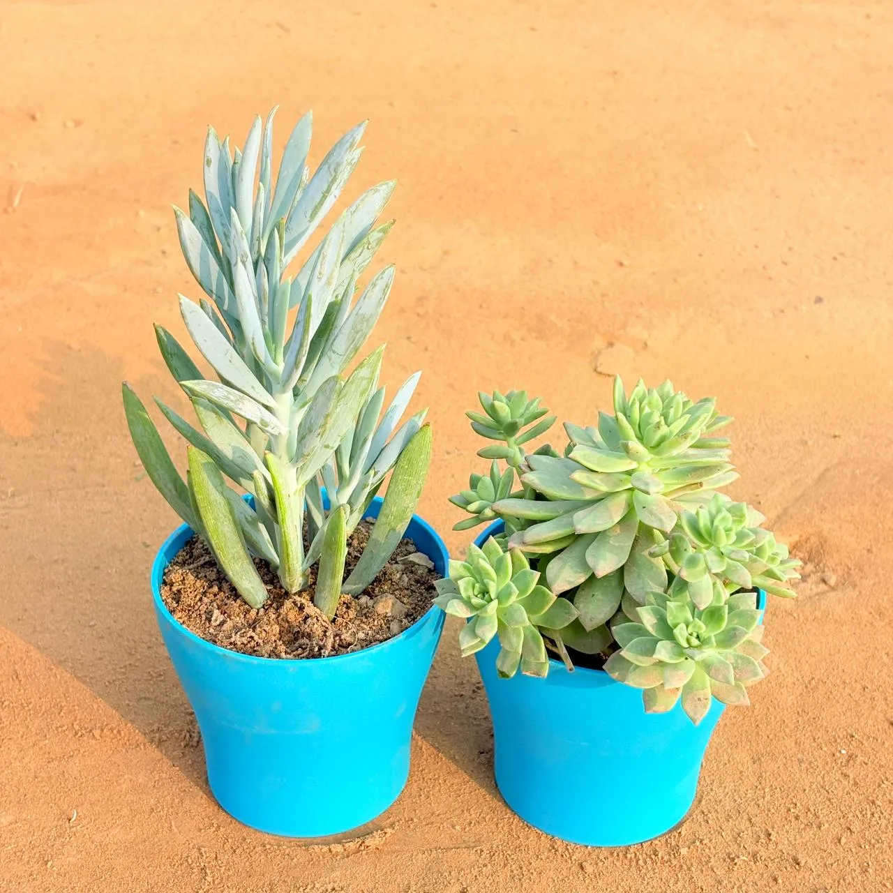 Set of 2 - Curio Repens Succulent & Echeveria Red Succulent in 4 Inch English Blue Premium Daisy Plastic Planter