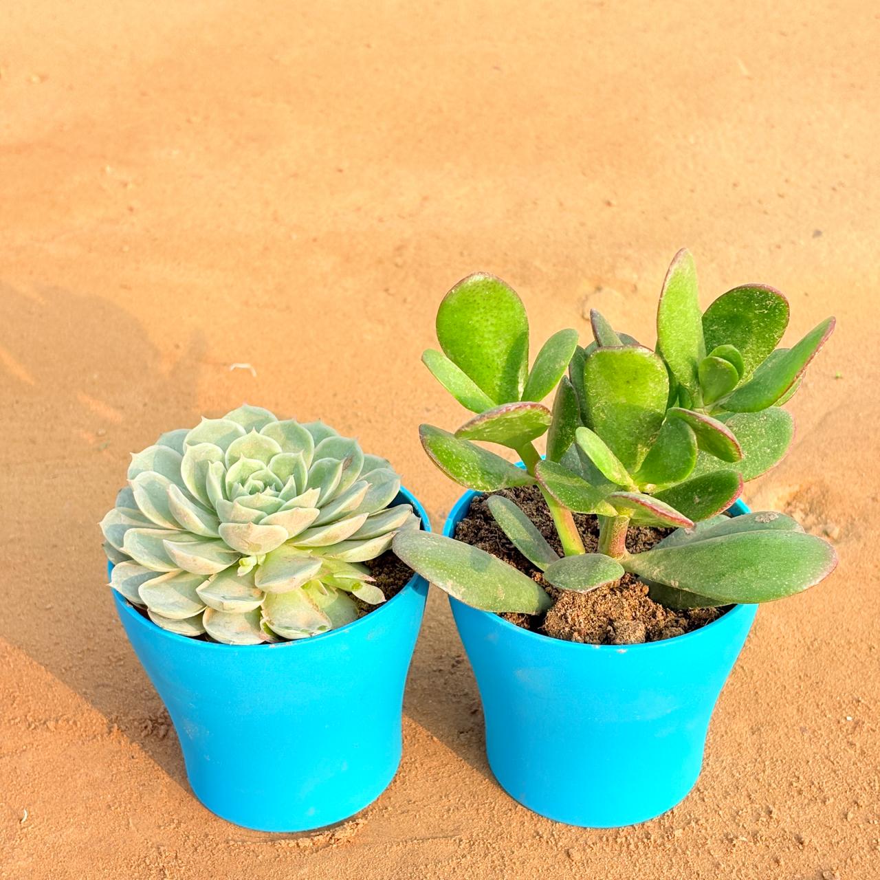 Set of 2 - Echeveria Green Succulent & Crassula Ovata/ Dhan Kuber in 4 Inch English Blue Premium Daisy Plastic Planter
