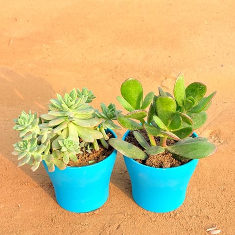 Set of 2 - Crassula Ovata/ Dhan Kuber & Echeveria Red Succulent in 4 Inch Live Fresh Plant English Blue Premium Daisy Plastic Planter in Juhu Mumbai