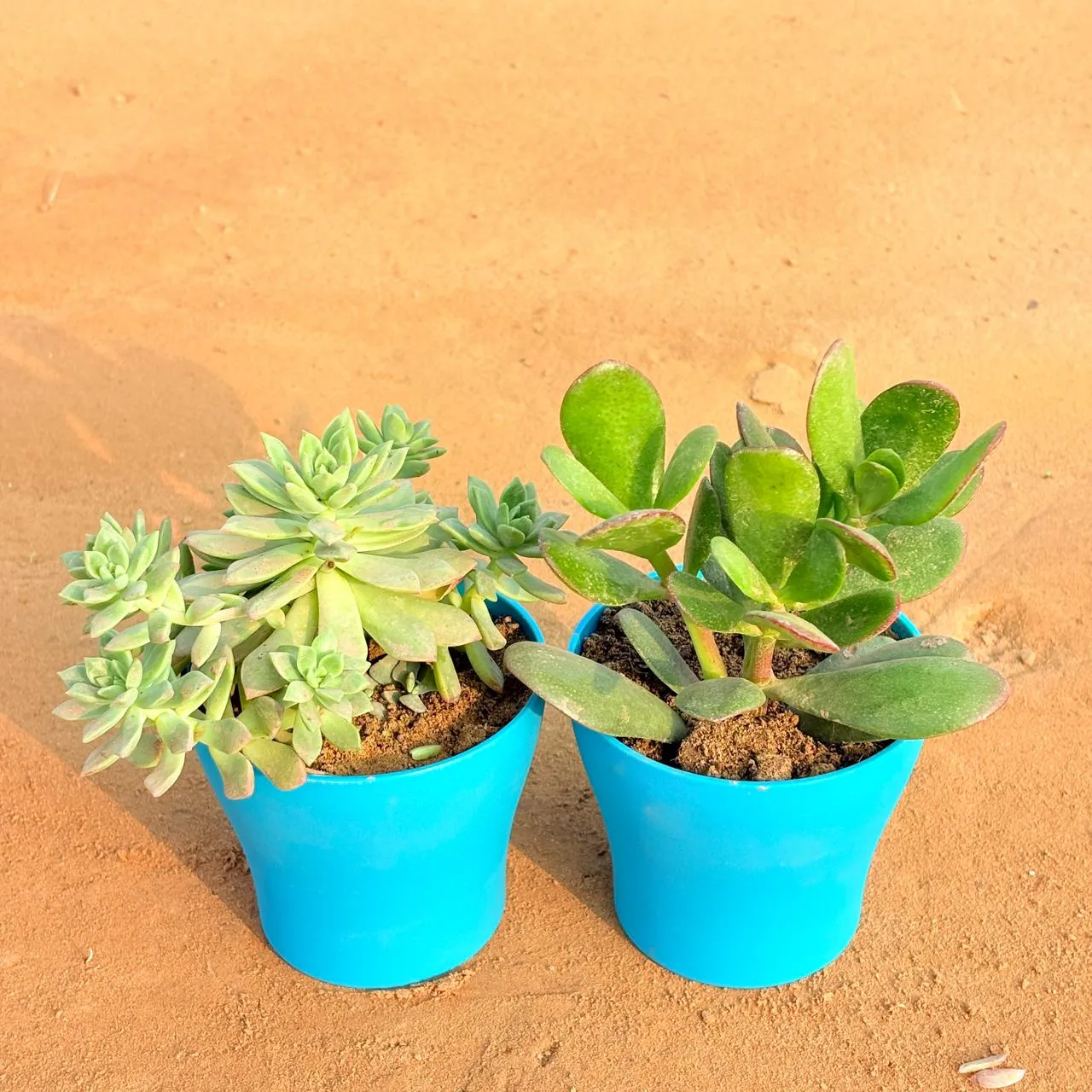 Set of 2 - Crassula Ovata/ Dhan Kuber & Echeveria Red Succulent in 4 Inch English Blue Premium Daisy Plastic Planter