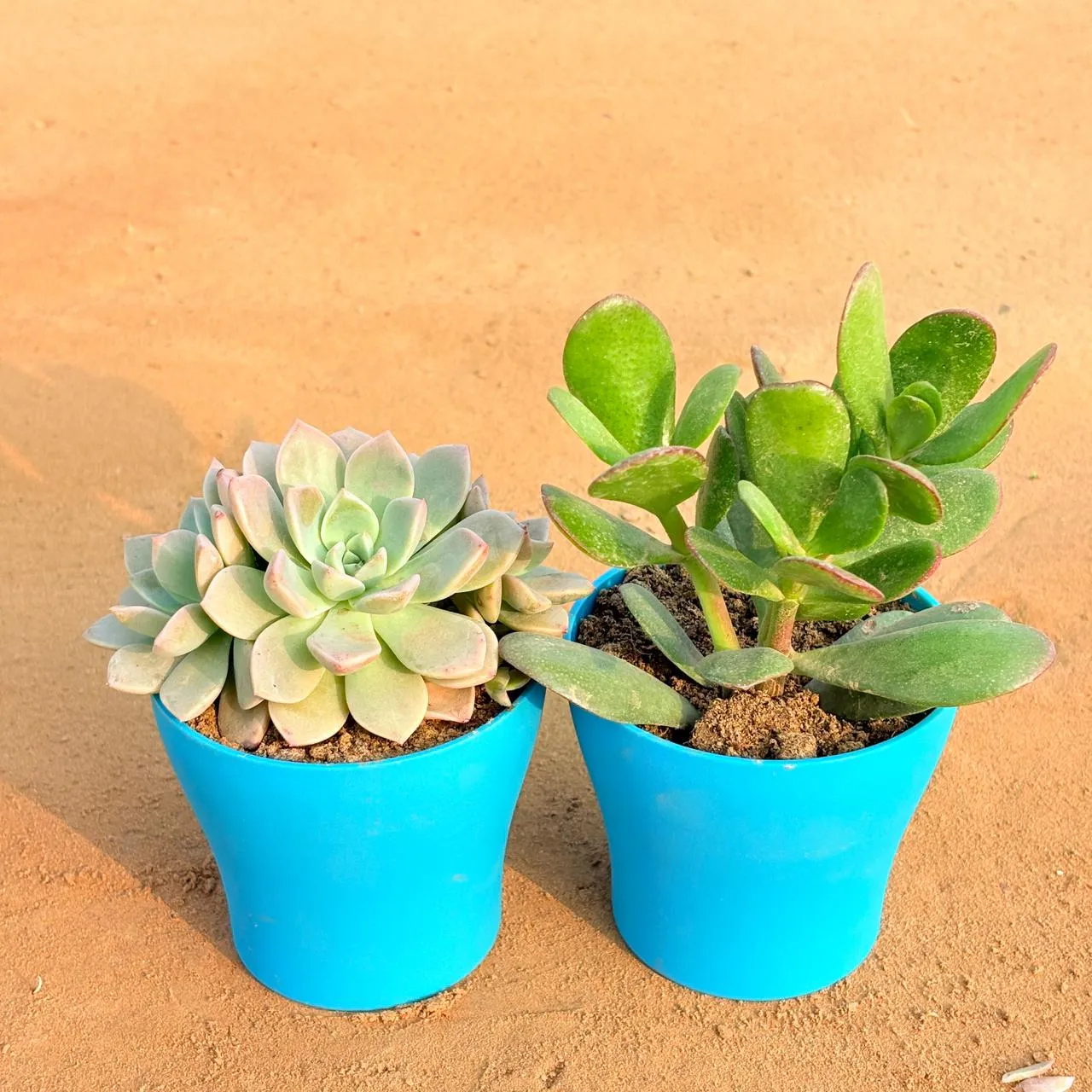 Set of 2 - Echeveria Albicans Succulent & Crassula Ovata/ Dhan Kuber in 4 Inch English Blue Premium Daisy Plastic Planter