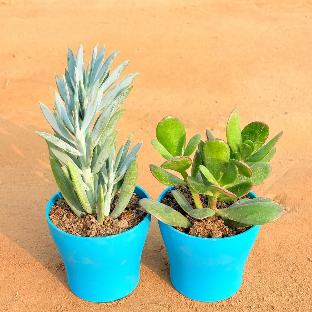 Set of 2 - Curio Repens Succulent & Crassula Ovata/ Dhan Kuber in 4 Inch English Blue Premium Daisy Plastic Planter