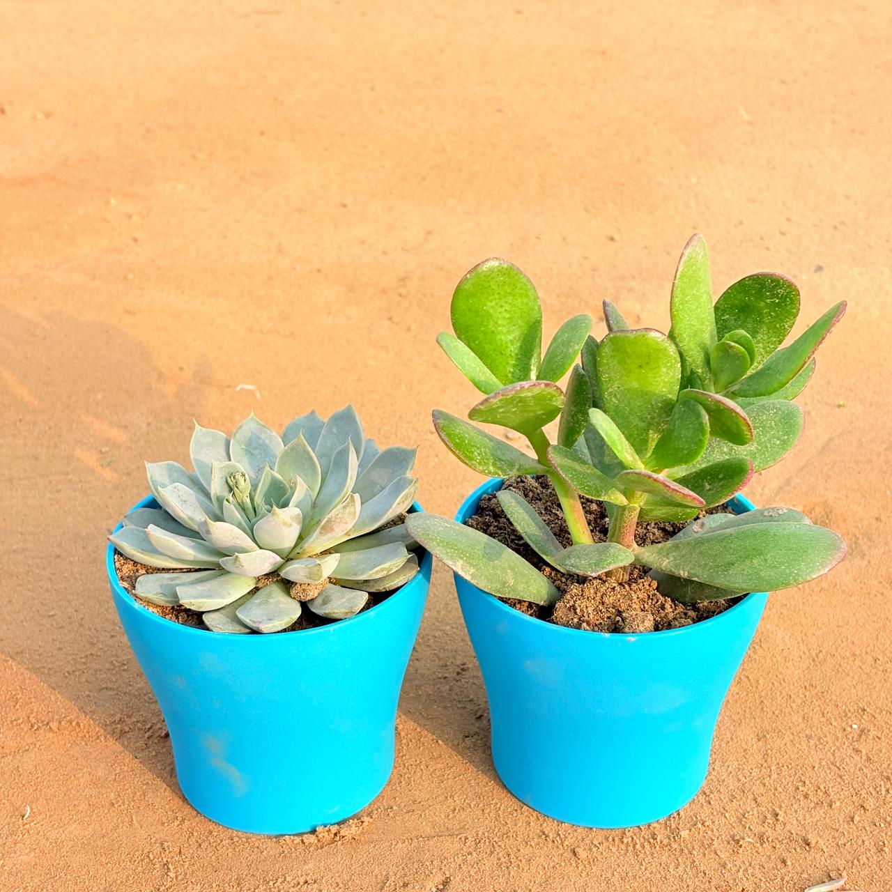 Set of 2 - Echeveria Elegans Red Tipped Succulent & Crassula Ovata/ Dhan Kuber in 4 Inch English Blue Premium Daisy Plastic Planter