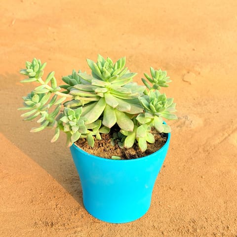 Echeveria Red Succulent in 4 Inch English Blue Premium Daisy Plastic Planter