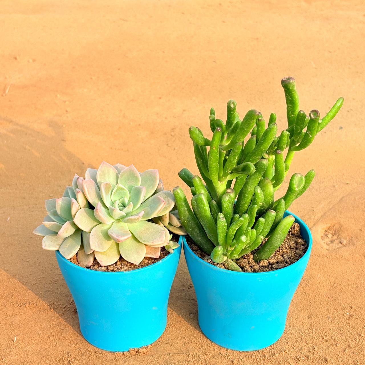 Set of 2 - Echeveria Albicans Succulent & Crassula Gollum Jade/ Finger Succulent in 4 Inch English Blue Premium Daisy Plastic Planter