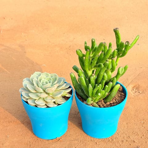 Set of 2 - Echeveria Green Succulent & Crassula Gollum Jade/ Finger Succulent in 4 Inch Live Plant English Blue Premium Daisy Plastic Planter