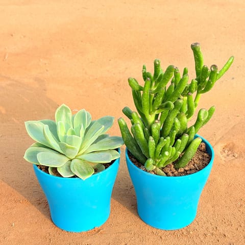 Set of 2 - Echeveria Elegans Succulent & Crassula Gollum Jade/ Finger Succulent in 4 Inch Live Plant English Blue Premium Daisy Plastic Planter