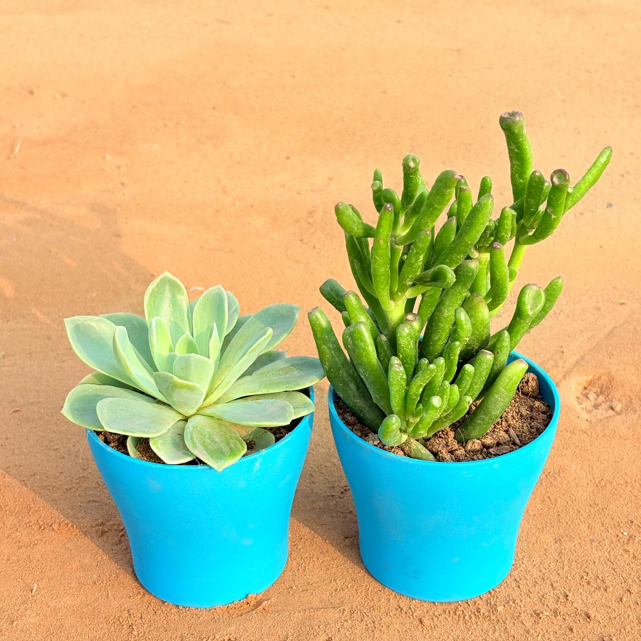 Set of 2 - Echeveria Elegans Succulent & Crassula Gollum Jade/ Finger Succulent in 4 Inch English Blue Premium Daisy Plastic Planter