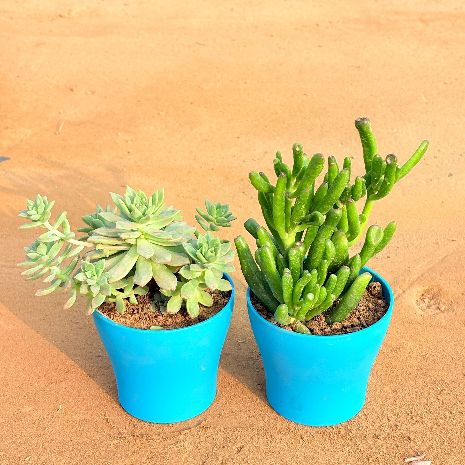 Set of 2 - Echeveria Red Succulent & Crassula Gollum Jade/ Finger Succulent in 4 Inch English Blue Premium Daisy Plastic Planter