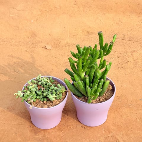 Set of 2 - String of Pearls Succulent & Crassula Gollum Jade/ Finger Succulent in 4 Inch Purple Premium Daisy Plastic Planter