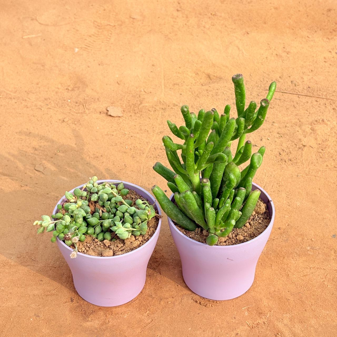 Set of 2 - String of Pearls Succulent & Crassula Gollum Jade/ Finger Succulent in 4 Inch Purple Premium Daisy Plastic Planter