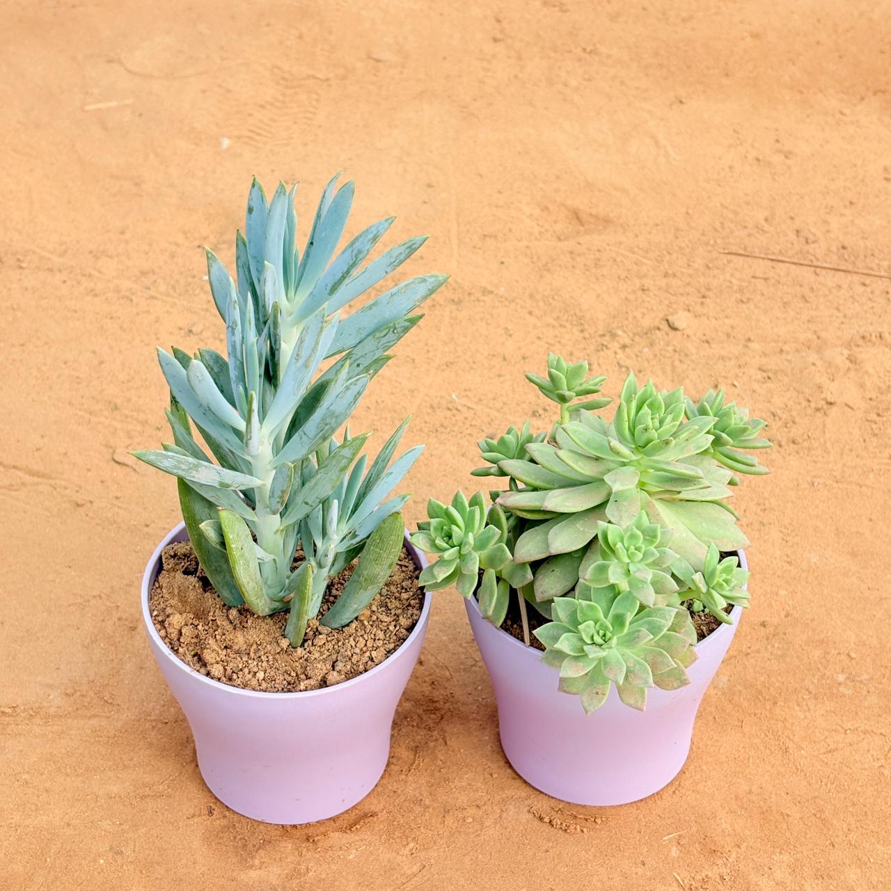 Set of 2 - Curio Repens Succulent & Echeveria Red Succulent in 4 Inch Purple Premium Daisy Plastic Planter