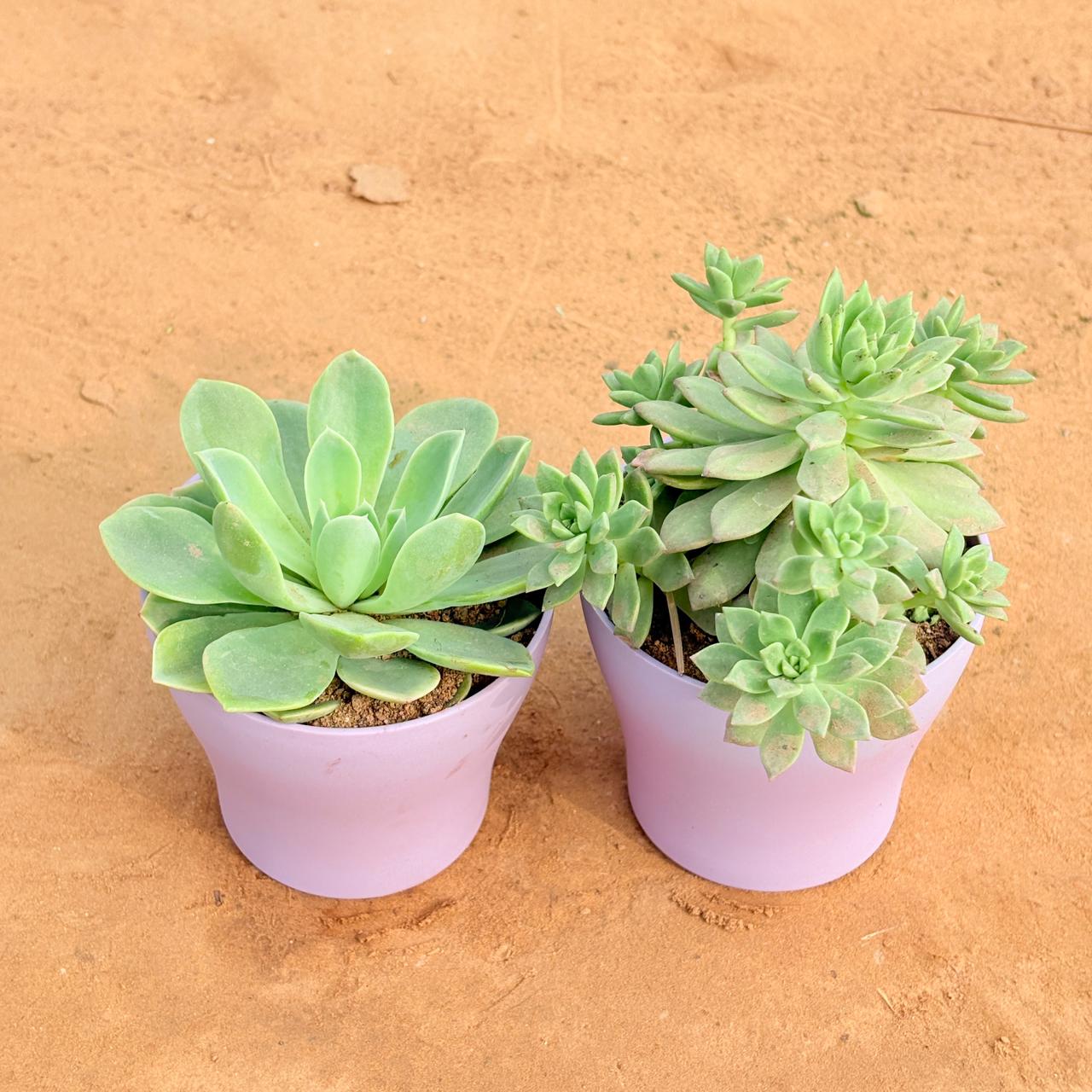 Set of 2 - Echeveria Elegans Succulent & Echeveria Red Succulent in 4 Inch Purple Premium Daisy Plastic Planter