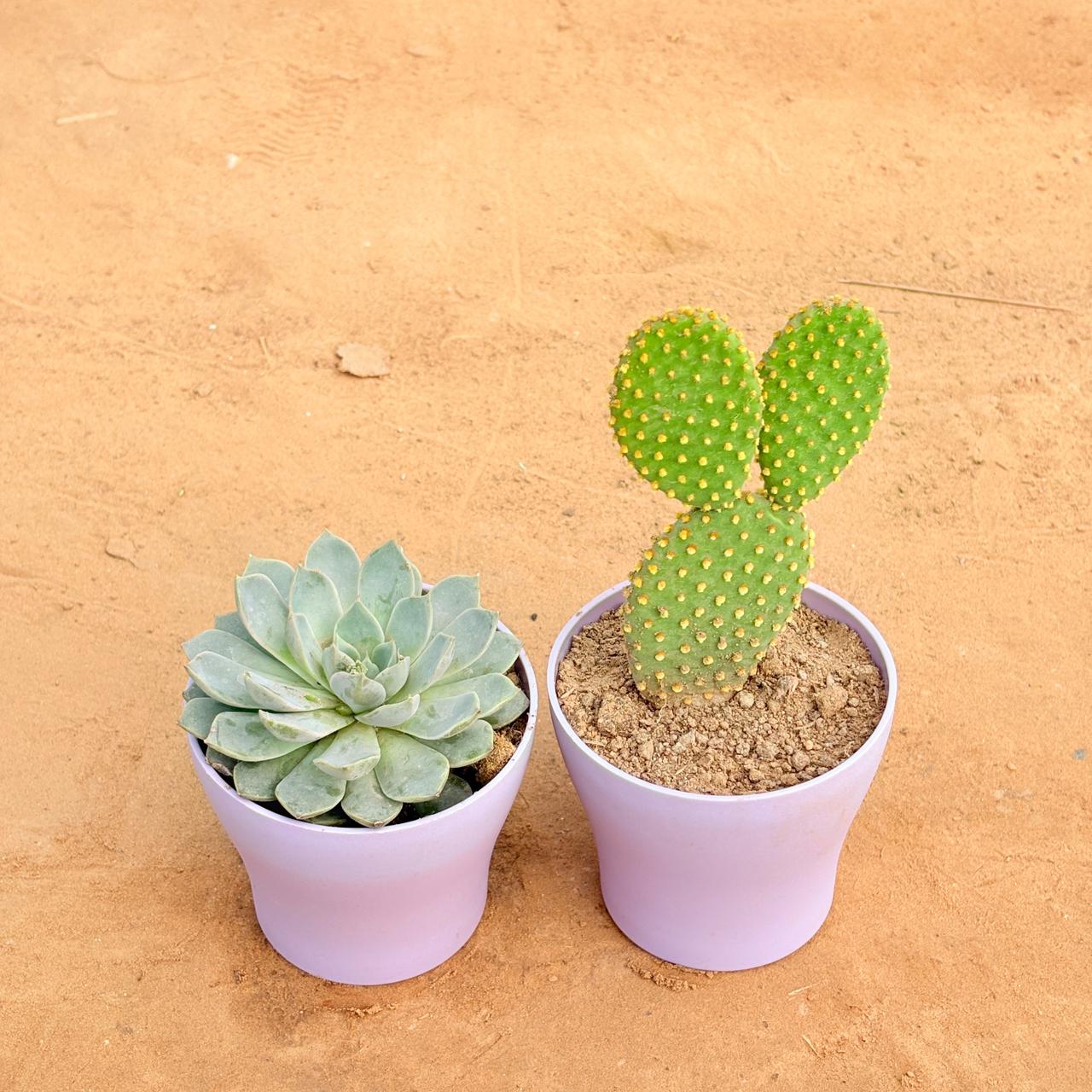 Set of 2 - Echeveria Elegans Red Tipped Succulent & Bunny Ear Cactus in 4 Inch Purple Premium Daisy Plastic Planter