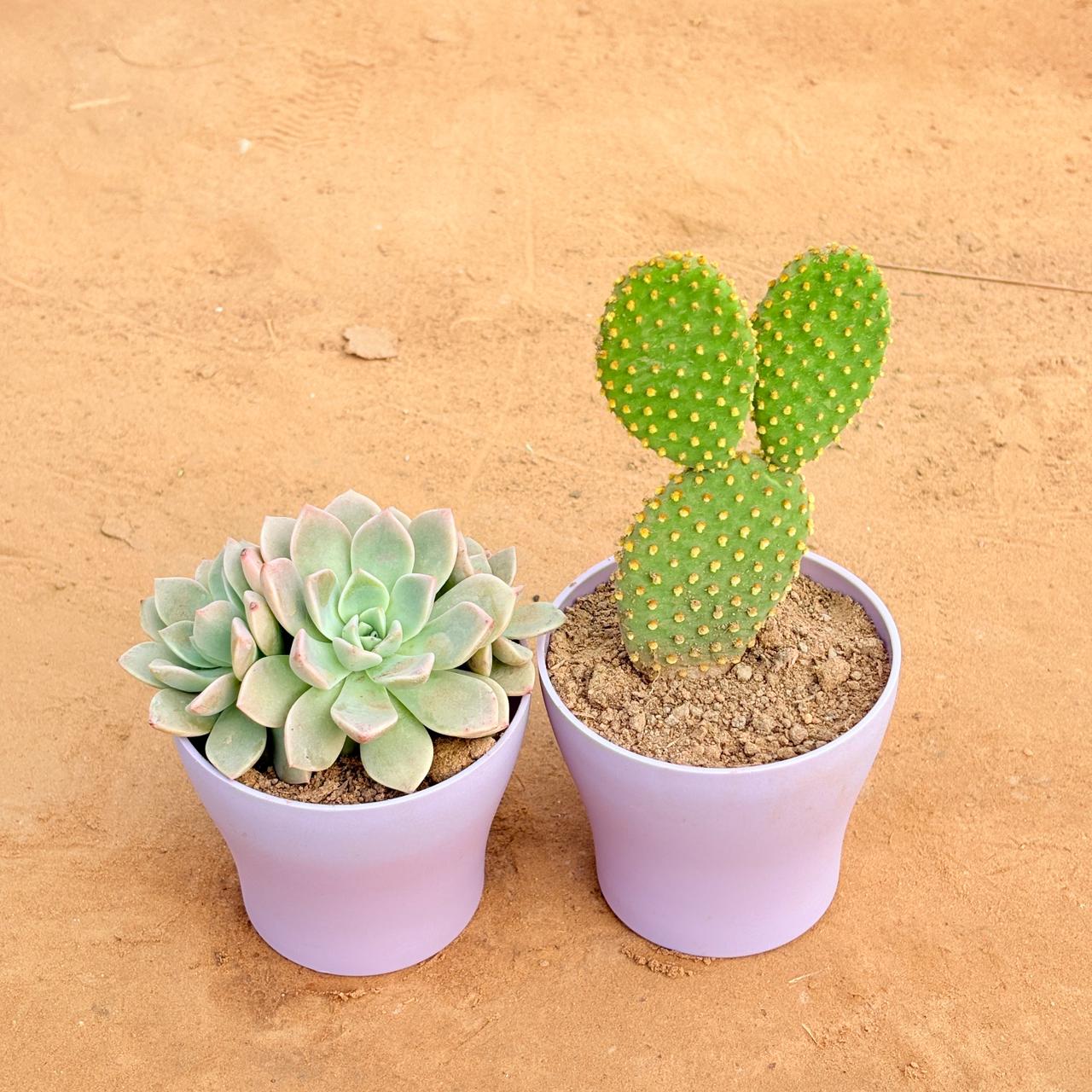 Set of 2 - Echeveria Albicans Succulent & Bunny Ear Cactus in 4 Inch Purple Premium Daisy Plastic Planter