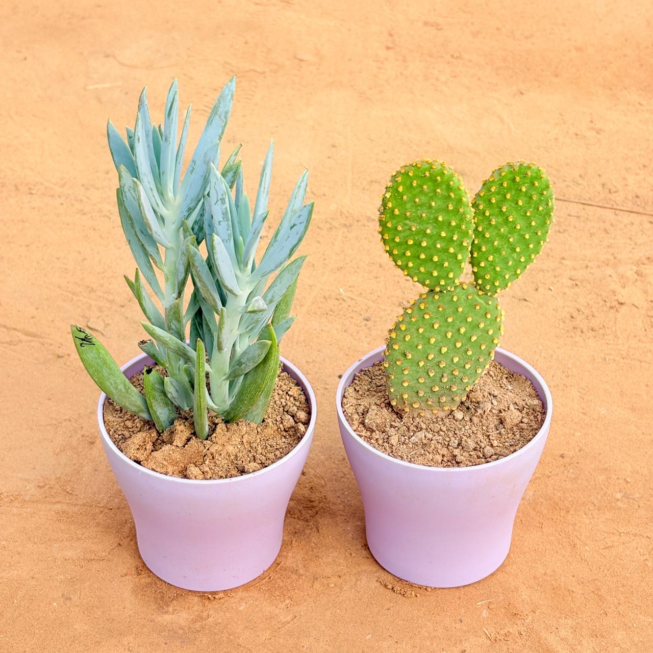 Set of 2 - Curio Repens Succulent & Bunny Ear Cactus in 4 Inch Purple Premium Daisy Plastic Planter