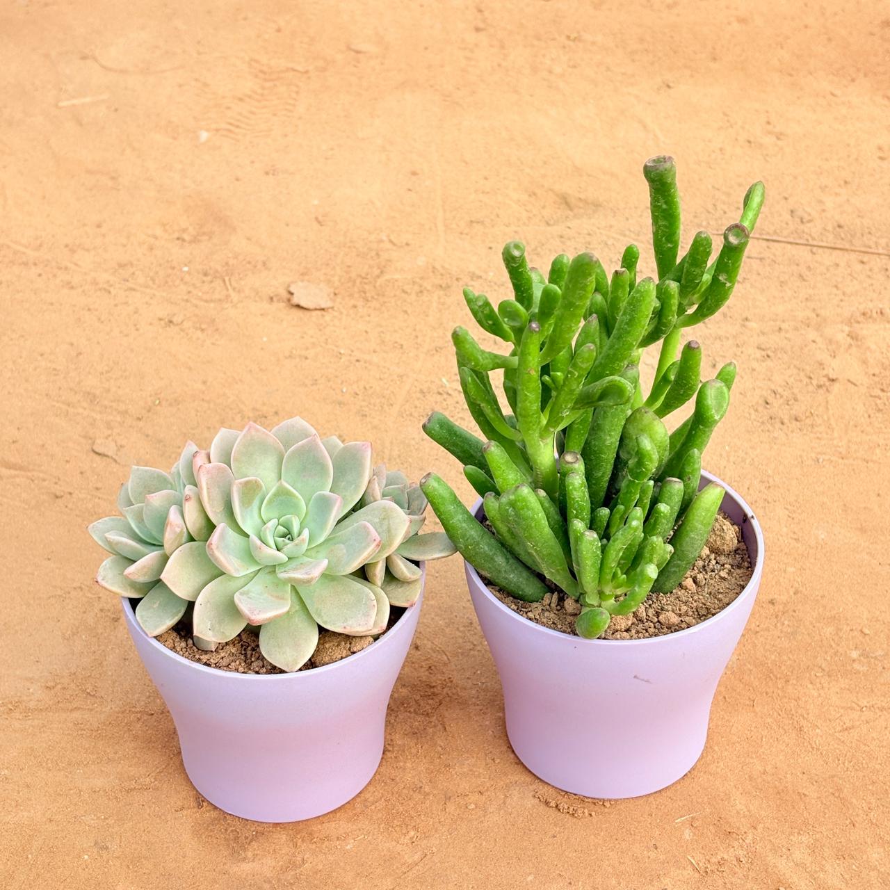 Set of 2 - Echeveria Albicans Succulent & Crassula Gollum Jade/ Finger Succulent in 4 Inch Purple Premium Daisy Plastic Planter