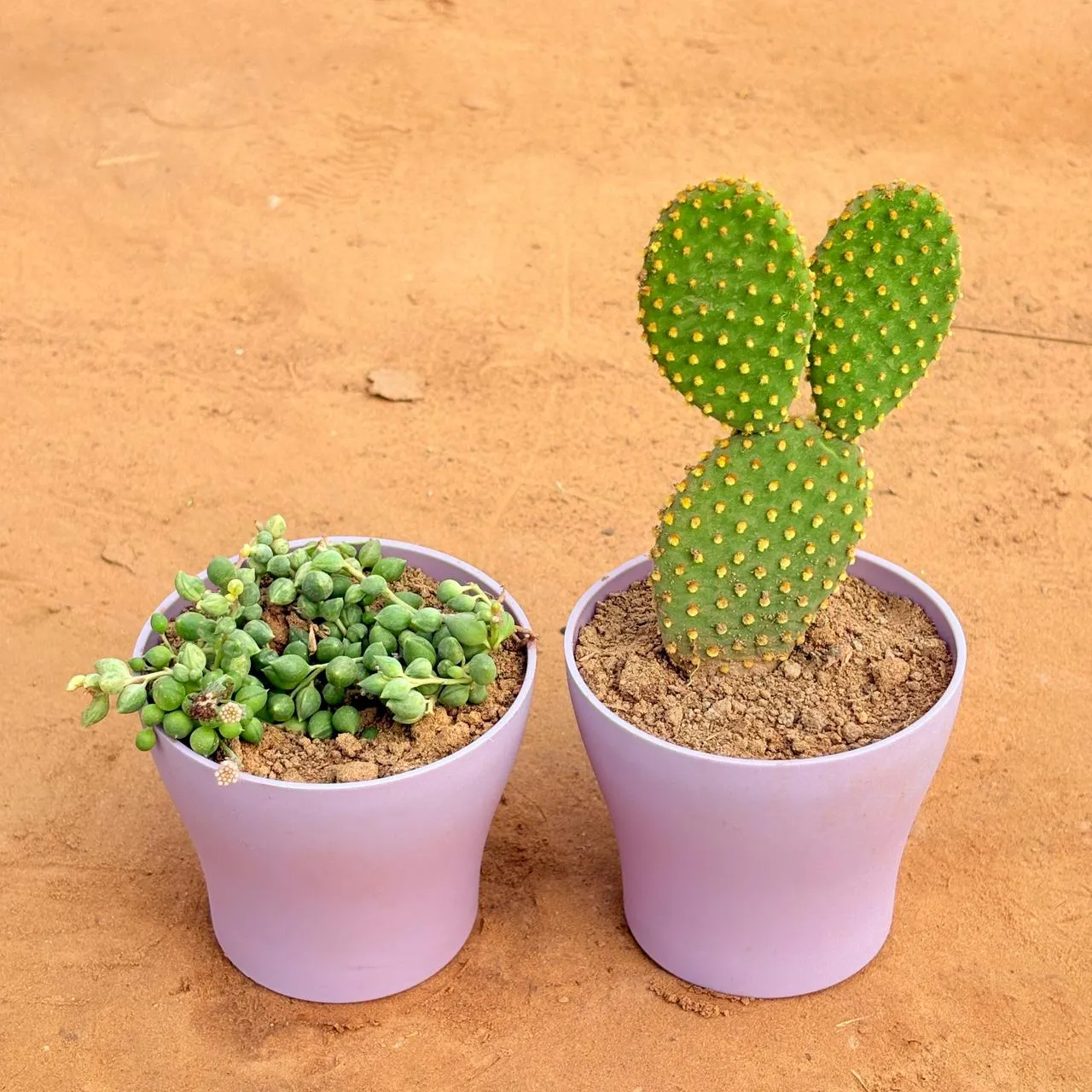 Set of 2 - String of Pearls Succulent & Bunny Ear Cactus in 4 Inch Purple Premium Daisy Plastic Planter