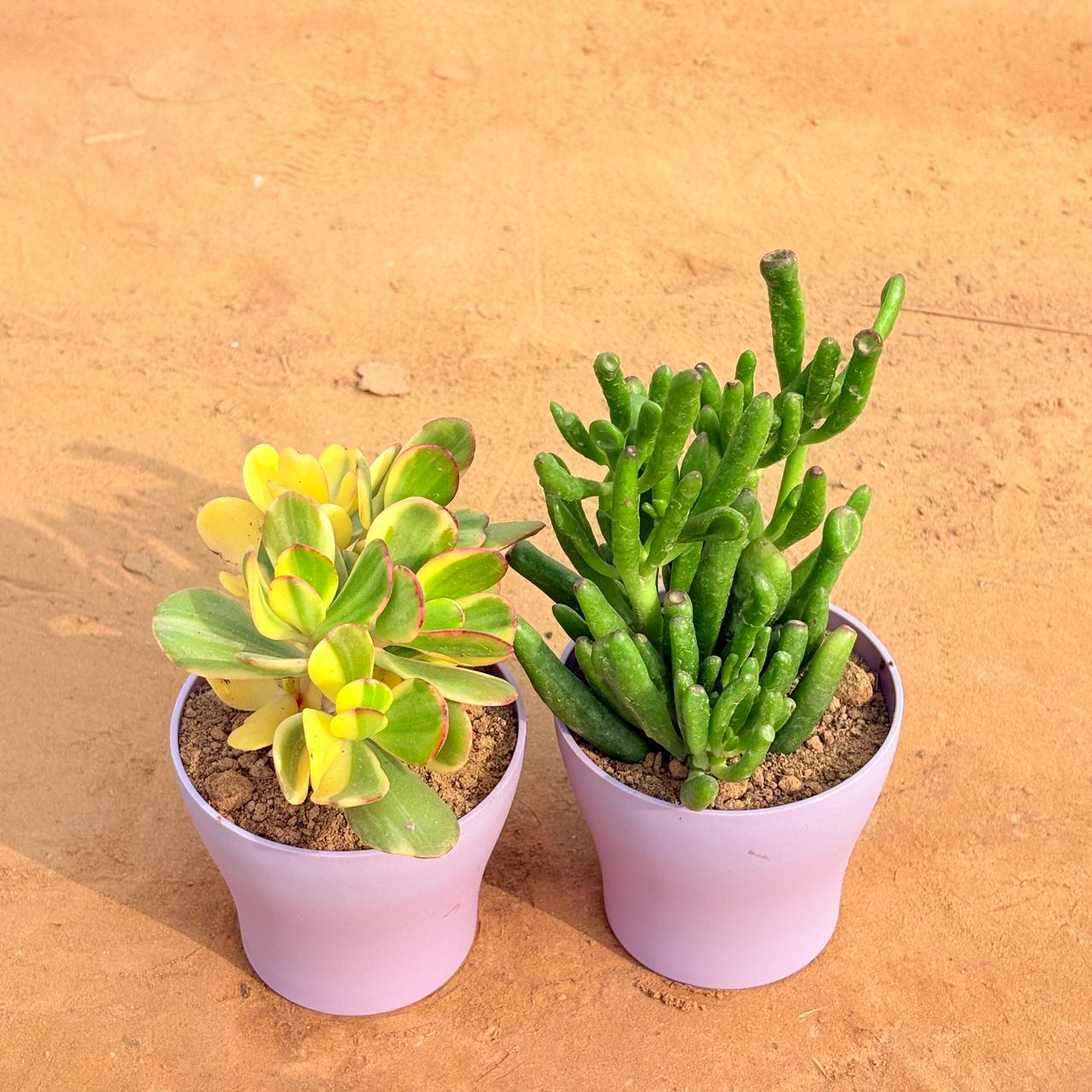 Set of 2 - Crassula Variegated Succulent & Crassula Gollum Jade/ Finger Succulent in 4 Inch Purple Premium Daisy Plastic Planter