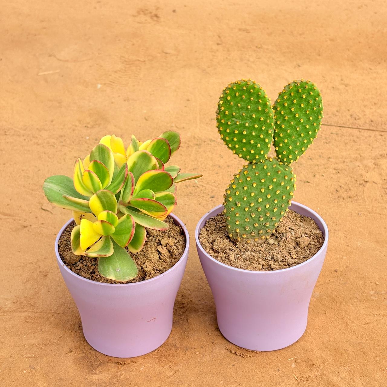 Set of 2 - Crassula Variegated Succulent & Bunny Ear Cactus in 4 Inch Purple Premium Daisy Plastic Planter