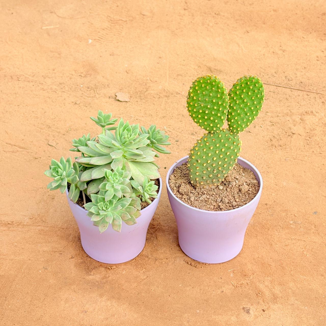 Set of 2 - Echeveria Red Succulent & Bunny Ear Cactus in 4 Inch Purple Premium Daisy Plastic Planter