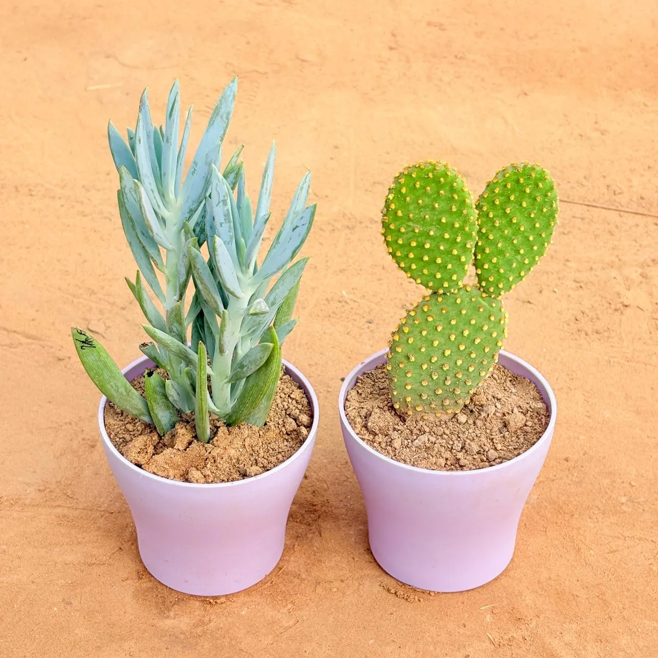 Set of 2 - Curio Repens Succulent & Bunny Ear Cactus in 4 Inch Purple Premium Daisy Plastic Planter