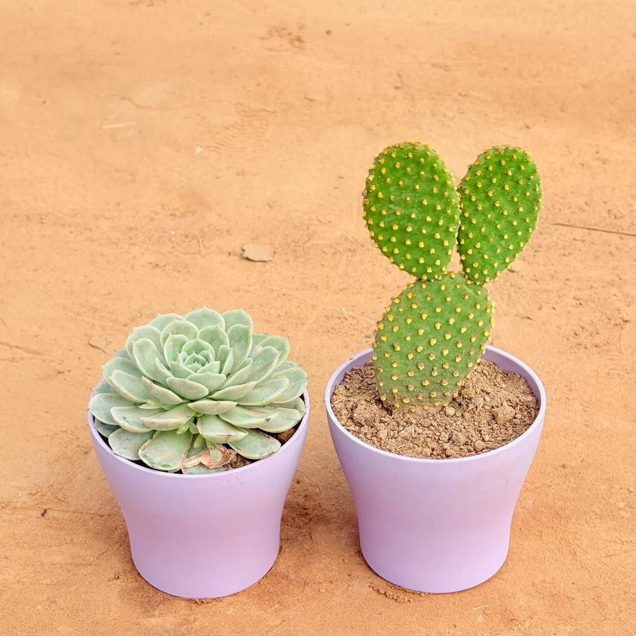 Set of 2 - Echeveria Green Succulent & Bunny Ear Cactus in 4 Inch Purple Premium Daisy Plastic Planter