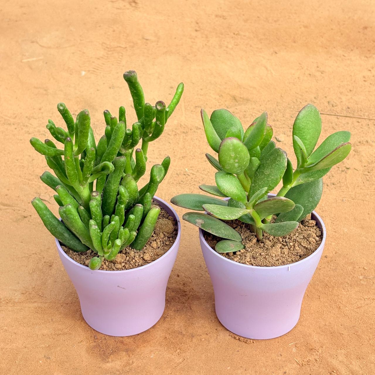 Set of 2 - Crassula Gollum Jade/ Finger Succulent & Crassula Ovata/ Dhan Kuber in 4 Inch Purple Premium Daisy Plastic Planter