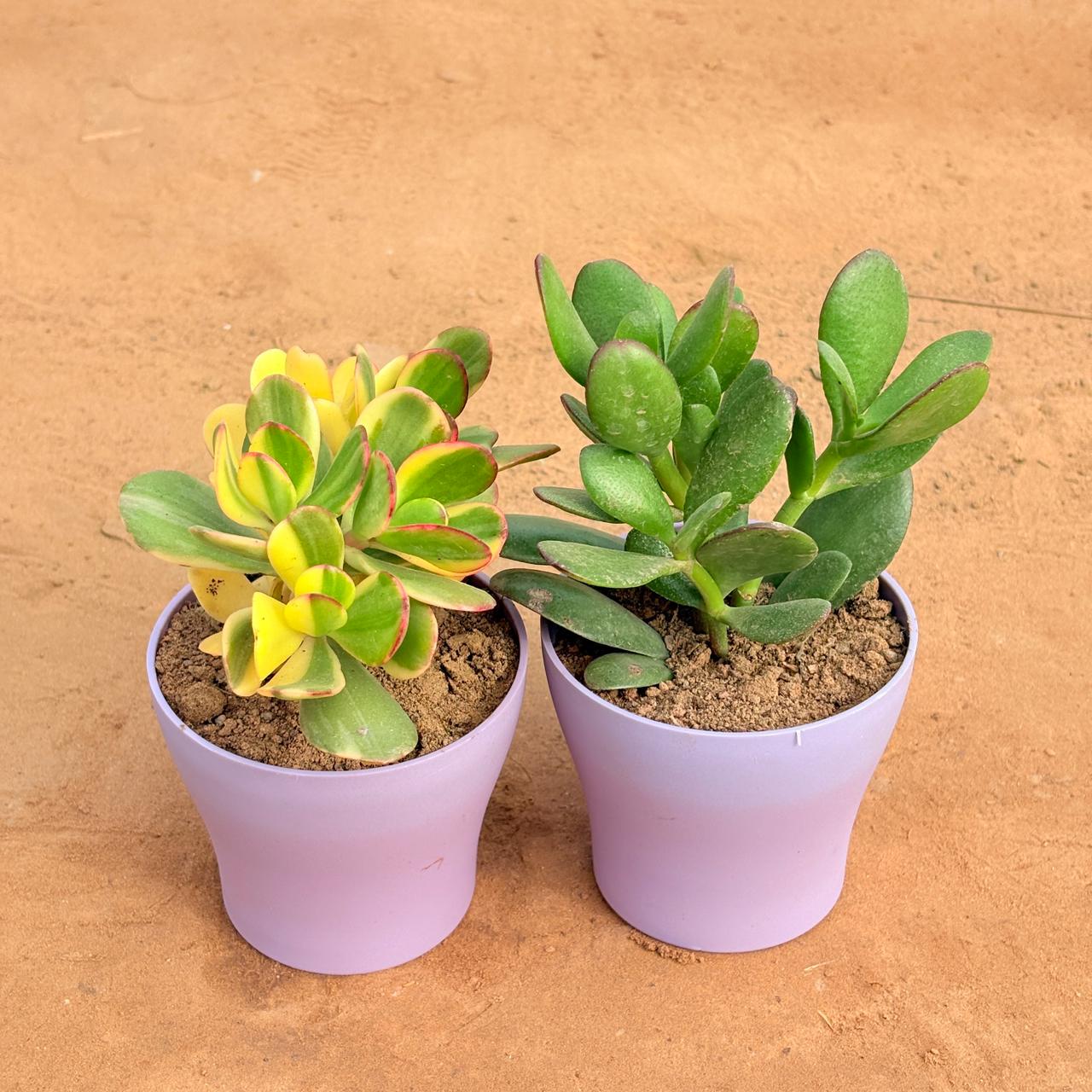 Set of 2 - Crassula Variegated Succulent & Crassula Ovata/ Dhan Kuber in 4 Inch Purple Premium Daisy Plastic Planter