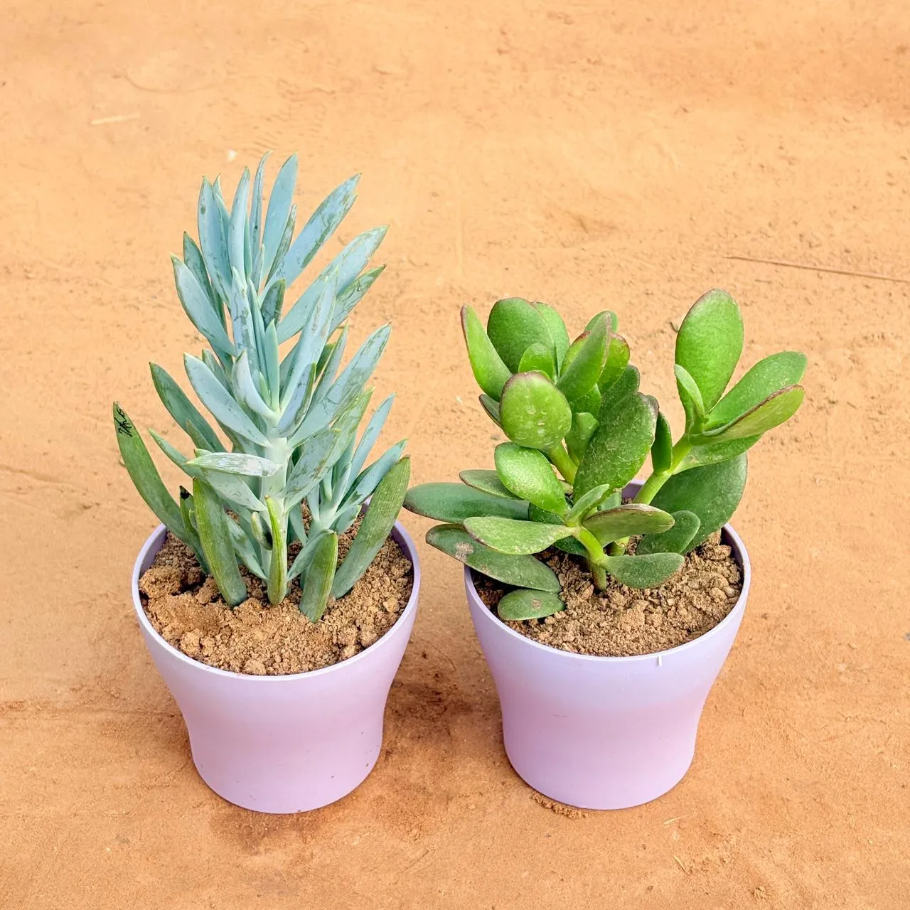 Set of 2 - Curio Repens Succulent & Crassula Ovata/ Dhan Kuber in 4 Inch Purple Premium Daisy Plastic Planter