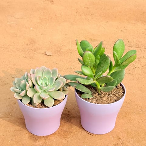 Set of 2 - Echeveria Albicans Succulent & Crassula Ovata/ Dhan Kuber in 4 Inch Live Fresh Plant Purple Premium Daisy Plastic Planter in Sector 63