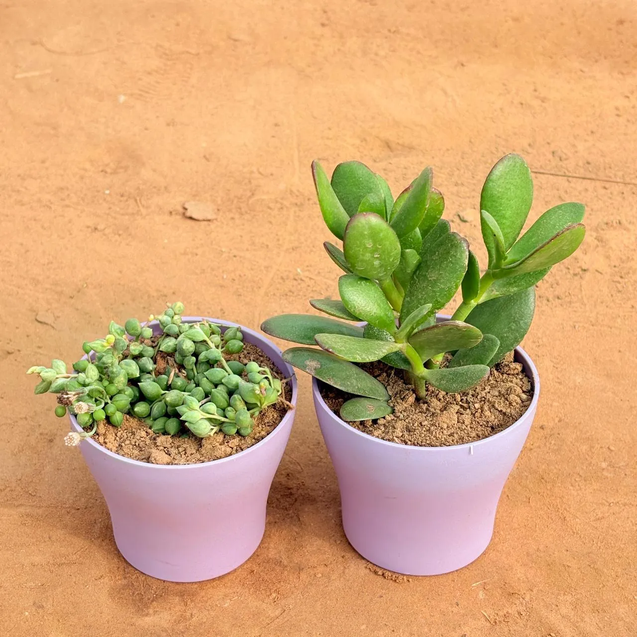 Set of 2 - String of Pearls Succulent & Crassula Ovata/ Dhan Kuber in 4 Inch Purple Premium Daisy Plastic Planter