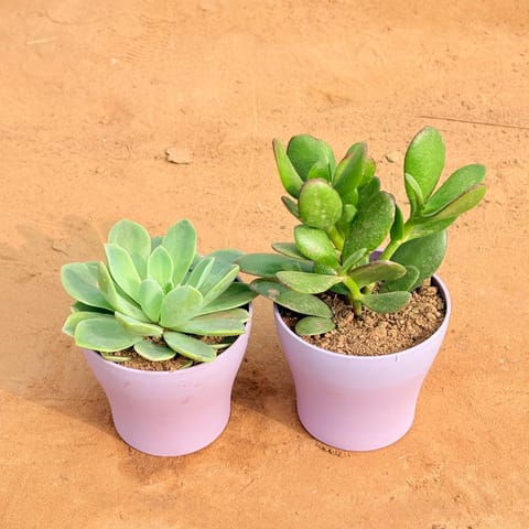 Top Echeveria Elegans Succulent In 3 Inch Live Plant Nursery Bag
